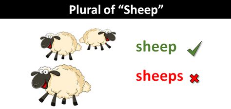 sheep plural